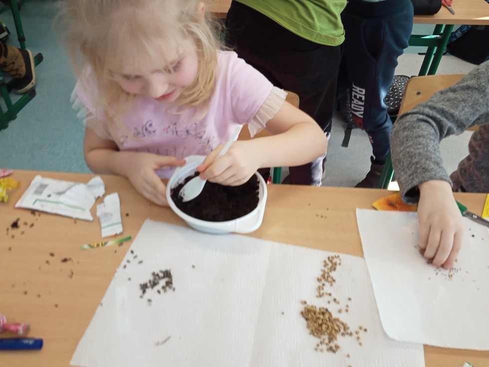 Uczniowie z kiełkującymi roślinami lub nasionami badają hodowlę roślin