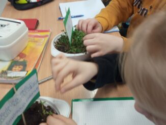 Uczniowie z kiełkującymi roślinami lub nasionami badają hodowlę roślin